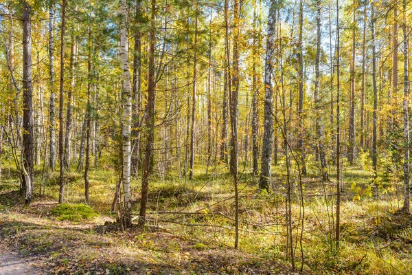 Луч Солнечного Света Ветвях Деревьев — стоковое фото