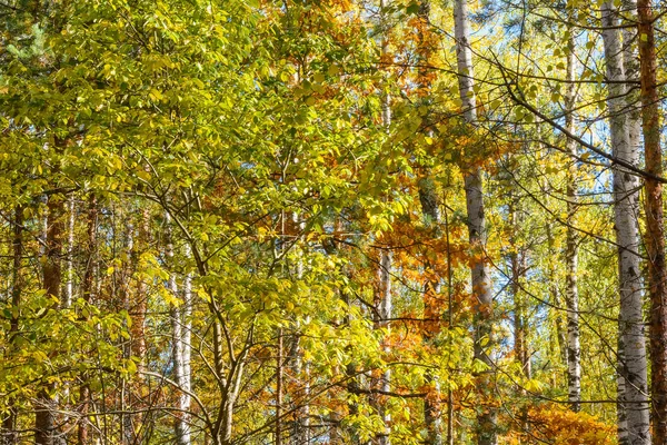 Ακτίνες Του Ήλιου Στα Κλαδιά Δέντρα — Φωτογραφία Αρχείου