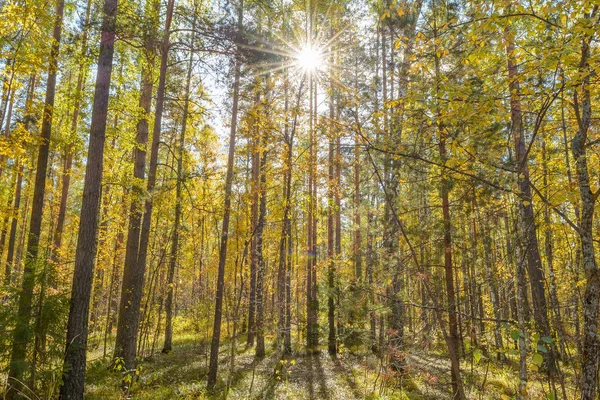 Raios Luz Solar Nos Ramos Árvores — Fotografia de Stock