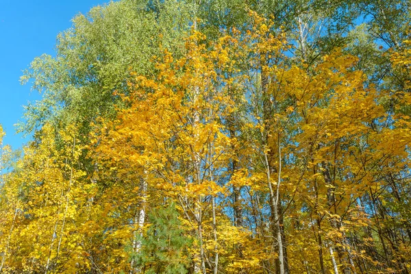 Kolda, ağaçların güneş ışınlarının