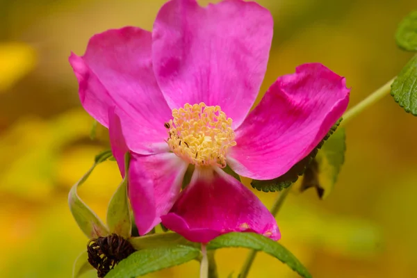 Leśne Jagody Dzikiej Róży Kwiat Dzika Róża — Zdjęcie stockowe