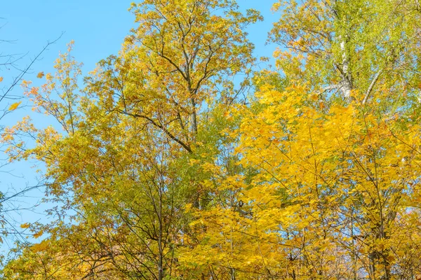 Луч Солнечного Света Ветвях Деревьев — стоковое фото