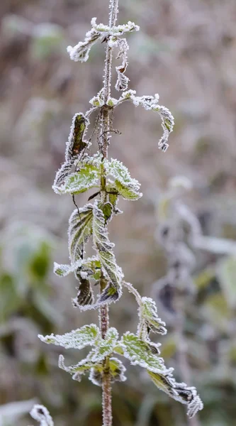 Pierwszy Mróz Mróz Grass Frost Leaves Mróz Rośliny — Zdjęcie stockowe