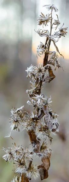 První Mráz Mráz Trávě Mráz Listí Mráz Rostliny — Stock fotografie