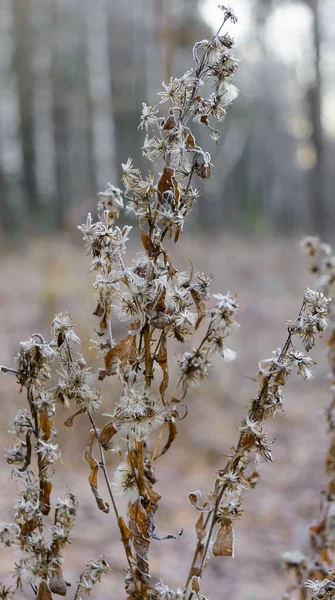 Перший Мороз Мороз Трава Мороз Листя Мороз Рослини — стокове фото