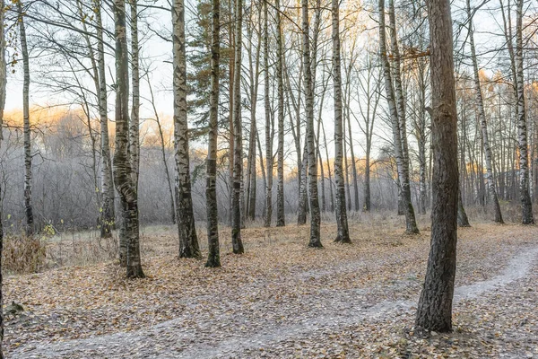 Frost Frost Yaprak Frost Frost Ağaçlar Dondurulmuş Orman — Stok fotoğraf