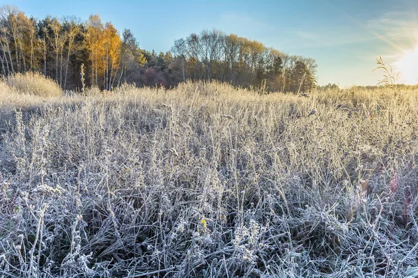 Frost Alan Içinde Frost Frost Üzerinde Bitkiler Frost Yaprak Frost — Stok fotoğraf