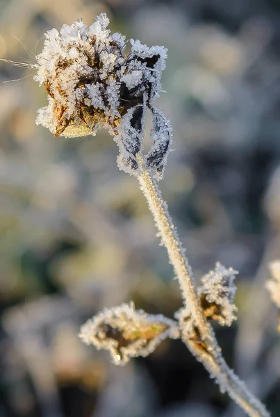 First frost, Frost On The Grass, Frost On The Leaves, Frost On The Plants