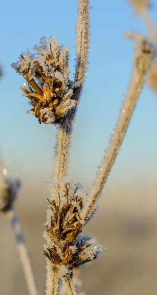 Erster Frost Frost Auf Dem Gras Frost Auf Den Blättern — Stockfoto