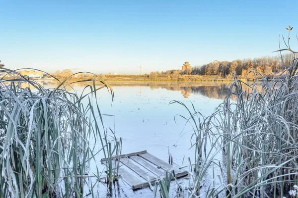 Frost Frost Üzerinde Grass Frost Yaprak Bitkiler Üzerinde Frost Donmuş — Stok fotoğraf