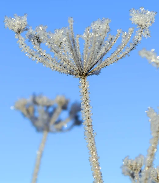 Erster Frost Frost Auf Dem Gras Frost Auf Den Blättern — Stockfoto
