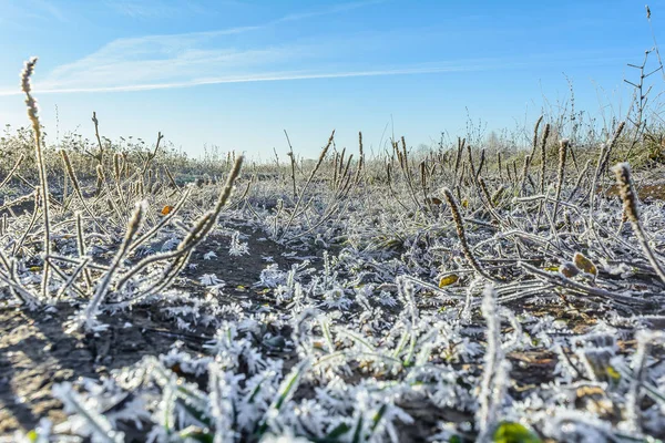 First frost, Frost In The Field, Frost On Plants, Frost On The Grass, Frost On The Leaves, Frost On The Meadow