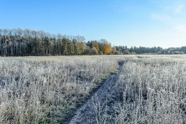 First frost, Frost In The Field, Frost On Plants, Frost On The Grass, Frost On The Leaves, Frost On The Meadow, Frost On The Trees