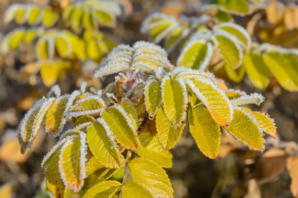 Primo Gelo Gelo Sull Erba Gelo Sulle Foglie Gelo Sulle — Foto Stock