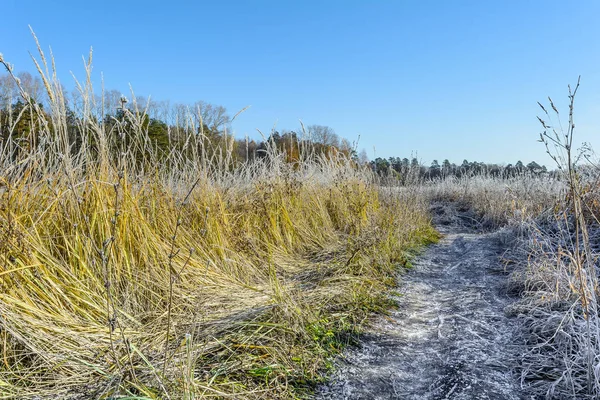 Πρώτο Παγετό Frost Πεδίο Στις Εγκαταστάσεις Παγετού Παγετού Για Γρασίδι — Φωτογραφία Αρχείου