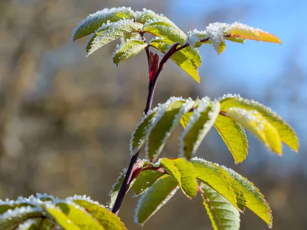 Primo Gelo Gelo Sull Erba Gelo Sulle Foglie Gelo Sulle — Foto Stock