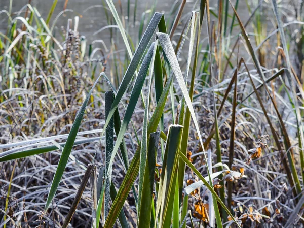 First Frost Frost Grass Frost Leaves Frost Plants — Stock Photo, Image
