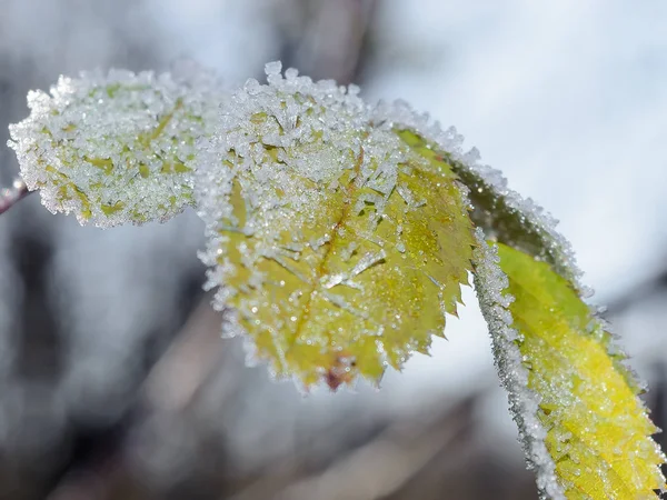 Перший Мороз Мороз Трава Мороз Листя Мороз Рослини — стокове фото