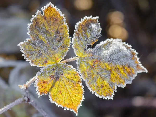 First frost, Frost On The Grass, Frost On The Leaves, Frost On The Plants