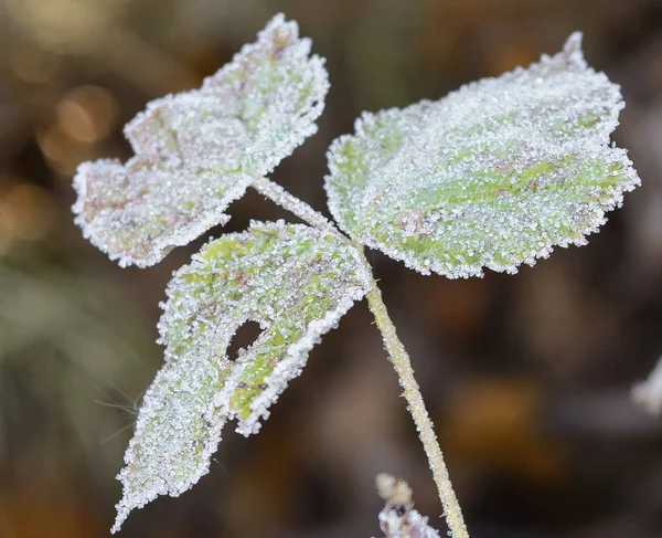 Πρώτο Παγετό Παγετό Για Γρασίδι Frost Σχετικά Φύλλα Εγκαταστάσεις Παγετού — Φωτογραφία Αρχείου