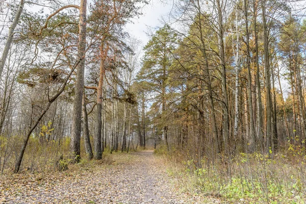 Caminho Floresta — Fotografia de Stock