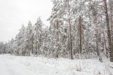 Doğa, Kış Ormanı, Koru, Kardaki Ağaçlar, Soğuk