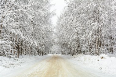 Kış Yolu, Ağaçlar, Filizler ve Çamlar, Kar Günü, Manzara, Soğuk