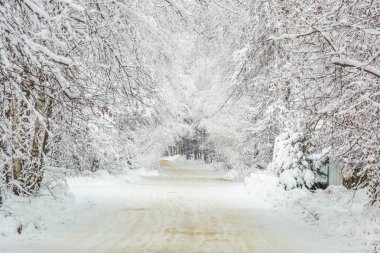 Kış Yolu, Ağaçlar, Filizler ve Çamlar, Kar Günü, Manzara, Soğuk