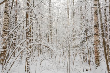 Doğa, Kış Ormanı, Koru, Kardaki Ağaçlar, Soğuk, Kardaki Çalılar