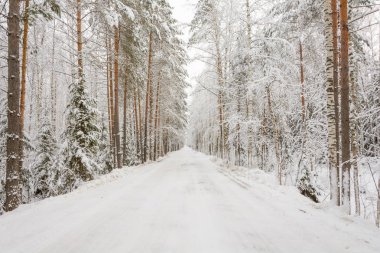 Kış Yolu, Ağaçlar, Filizler ve Çamlar, Kar Günü, Manzara, Soğuk