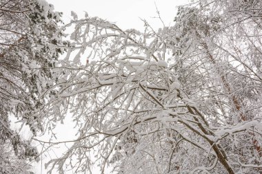 Kış Ormanı, Doğa, Ağaçlar, Kardaki Dallar, Kar Günü, Soğuk, Çalı