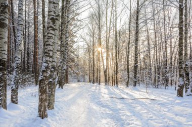 Ormanda Kış Yolu, Ağaçlar, Kar Günü, Manzara, Soğuk, Ormanda Yürüyüş