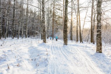 Ormanda Kış Yolu, Ağaçlar, Kar Günü, Manzara, Soğuk, Ormanda Yürüyüş