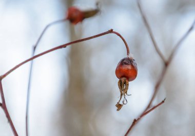 Ormanda Olgunlaşmış Gül Kalçaları Meyvesi