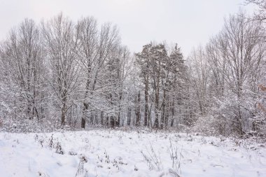 Doğa, Kış Ormanı, Koru, Kardaki Ağaçlar, Soğuk, Manzara