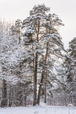 Doğa, Kış Ormanı, Koru, Karda Ağaçlar, Soğuk, Ladin ve Çam