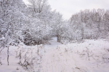 Ormanda Kış Yolu, Ağaçlar, Kar Günü, Manzara, Soğuk, Ormanda Yürüyüş