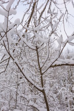 Kış Ormanı, Doğa, Ağaçlar, Çamlar, Dallar, Kar Günü, Soğuk