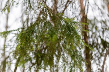 Kış Ormanı, Doğa, Ağaçlar, Çamlar, Dallar, Kar Günü, Soğuk