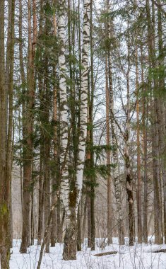 Ormanda Kış Yolu, Ağaçlar, Kar Günü, Manzara, Soğuk, Ormanda Yürüyüş