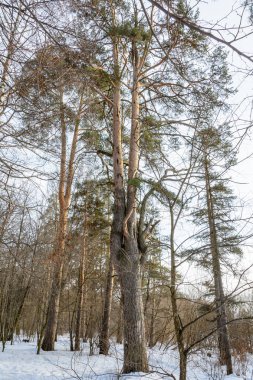 Doğa, Kış Ormanı, Koru, Kardaki Ağaçlar, Soğuk, Çamlar ve Çamlar