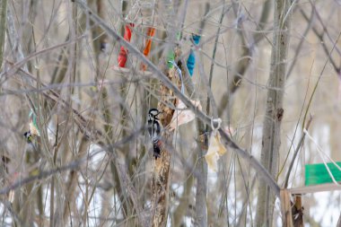 Ağaç üzerinde bir parça pastırma gagalamayı ağaçkakan ormanda kışın stump.