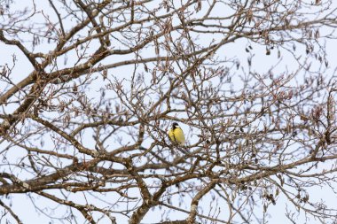 Bir çalının dalı kışın oturan baştankara