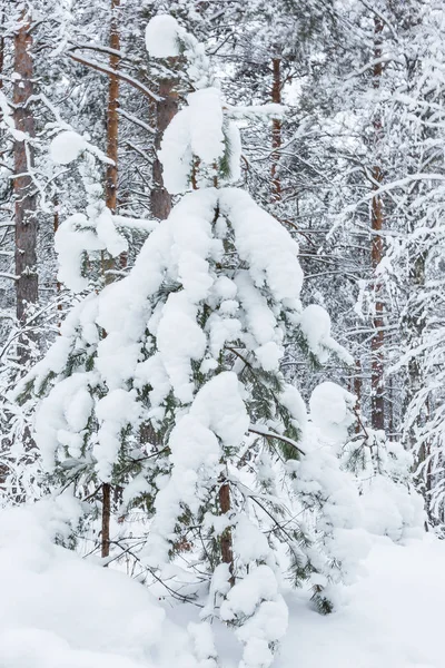 Nature Winter Forest Grove Trees Snow — Stock Photo, Image