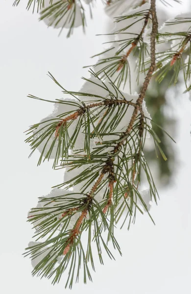 Foresta Invernale Natura Alberi Abeti Pini Ramo Giorno Della Neve — Foto Stock