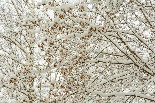 Floresta Inverno Natureza Árvores Bordo Ramo Dia Neve Frio Sementes — Fotografia de Stock