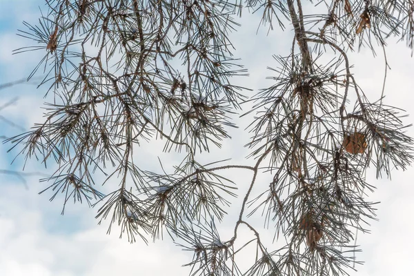 Winter Forest Nature Trees Spruces Pines Branch Snow Day Cold — Stock Photo, Image