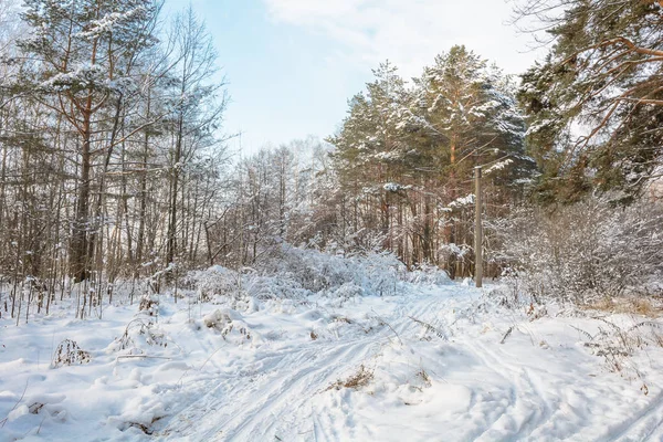 Χειμερινό Μονοπάτι Στο Δάσος Δέντρα Χιονάτη Τοπίο Κρύο Περπατήστε Στο — Φωτογραφία Αρχείου