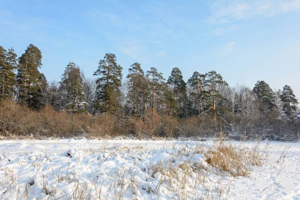 Natureza Floresta Inverno Bosque Árvores Neve Frio Abeto Pinheiro — Fotografia de Stock