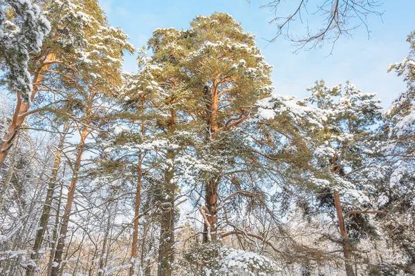 Φύση Χειμερινό Δάσος Άλσος Δέντρα Στο Χιόνι Κρύο — Φωτογραφία Αρχείου